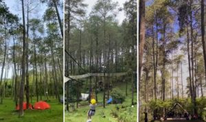 Wisata Hutan pinus terbaik di Bandung.
