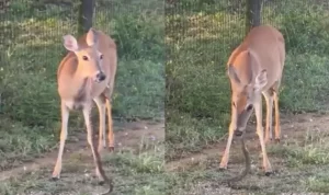 Viral Video Rusa Sedang Makan Ular, Bagaimana Bisa? rusa makan ular