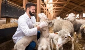 Qurban di Tahun Ini ? Yuk Kenali Sunnah Sebelum Melaksanakan Qurban