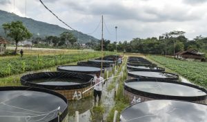 Amartha Partners with eFishery to Strengthen National Food Security