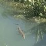 Banjarbaru Utara Police Secure a Crocodile in the River