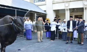 Bantuan Sapi Kurban Presiden RI, Gubernur Gorontalo Serahkan di Kota Gorontalo Bantuan Sapi Kurban Presiden RI, Gubernur Gorontalo Serahkan di Kota Gorontalo