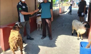 DAM Berbagi Hewan Kurban Pada Idul Adha 1444H