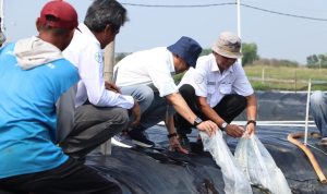 DKP Jabar Tebar 300.000 Benur Udang Vannamei di Karawang DKP Jabar Tebar 300.000 Benur Udang Vannamei di Karawang