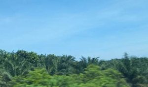 DLHK Riau Plants 1.000 Tree Seedlings in Kuantan Singingi DLHK Riau Plants 1.000 Tree Seedlings in Kuantan Singingi