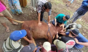 Diskanak Garut Periksa Daging Hewan Kurban Layak Konsumsi Diskanak Garut Periksa Daging Hewan Kurban Layak Konsumsi