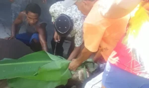 Empat Sapi Kurban Disalurkan Pemkab Biak