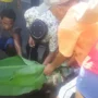Empat Sapi Kurban Disalurkan Pemkab Biak
