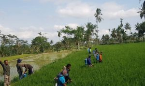 Extension Workers and Farmers Massively Control Pests in Jember