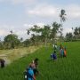 Extension Workers and Farmers Massively Control Pests in Jember