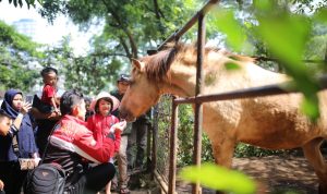 PEDULI HEWAN: Para pengunjung Kebun Binatang Bandung atau Bandung Zoo tampak akrab dengan satwa seekor kuda dengan memberikan makanan.
