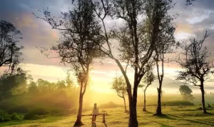 Menikmati Keindahan Alam di Tempat Wisata Teh Jangkung Malabar Menikmati Keindahan Alam di Tempat Wisata Teh Jangkung Malabar