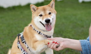 Langkah-Langkah Mencegah Anjing dari Rabies, Tips untuk Kesehatan dan Keamanan Hewan Peliharaan