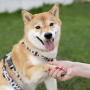 Langkah-Langkah Mencegah Anjing dari Rabies, Tips untuk Kesehatan dan Keamanan Hewan Peliharaan