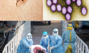 virus oz di jepang