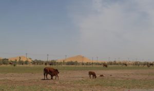 China Lifts Ban On Meat Imports from Poland and Belgium China Lifts Ban On Meat Imports from Poland and Belgium