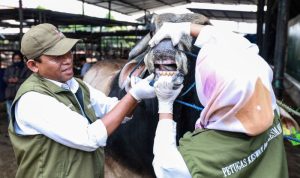 Ini Kata Dokter Hewan Mengenai Cara Memilih Hewan Kurban