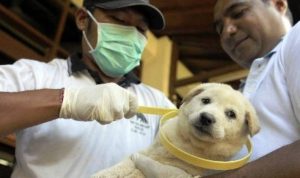 Antisipasi Rabies, DKPP Imbau Masyarakat Lakukan Vaksinasi pada Hewan Peliharaan