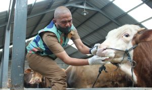 Dokter hewan Dinas Ketahanan Pangan dan Pertanian (DKPP) Kota Bandung, Buhori Muslim (43) memeriksa calon hewan kurban di Peternakan Sapi kawasan Jalan Galumpit, Cisurupan, Kecamatan Cibiru, Kota Bandung, Selasa(20/6). (Pandu Muslim/Jabarekspres.id)
