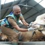 Dokter hewan Dinas Ketahanan Pangan dan Pertanian (DKPP) Kota Bandung, Buhori Muslim (43) memeriksa calon hewan kurban di Peternakan Sapi kawasan Jalan Galumpit, Cisurupan, Kecamatan Cibiru, Kota Bandung, Selasa(20/6). (Pandu Muslim/Jabarekspres.id)