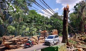Kecolongan, Disperumkim Beberkan Penyebab Pohon Tumbang di Bogor / Yudha Prananda