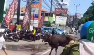 Sapi kurban sempat terlepas di Jalan Raya Sawangan Kota Depok, sehingga sempat membuat lalu lintas tersendat. Foto: tangkapan layar Instagram Depok24jam.