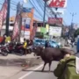 Sapi kurban sempat terlepas di Jalan Raya Sawangan Kota Depok, sehingga sempat membuat lalu lintas tersendat. Foto: tangkapan layar Instagram Depok24jam.