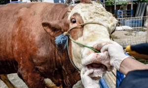 Waduh! Dispernakan Bandung Barat Temukan Cacing Hati Pada Hewan Kurban Petugas kesehatan hewan saat melakukan pemeriksaan pada hewan kurban di Kabupaten Bandung Barat. Jumat (30/23). Foto: Jabarekspres