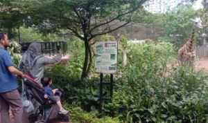 Dok. Kebun Binatang Bandung Targetkan 1.800 Pengunjung Pada Momen Libur Idul Adha 2023. Jum'at (30/6). Foto. Sandi Nugraha.