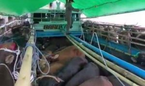 3138 West Sulawesi Cattle Fulfil Kalimantan's Eid al-Adha Needs