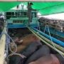 3138 West Sulawesi Cattle Fulfil Kalimantan's Eid al-Adha Needs