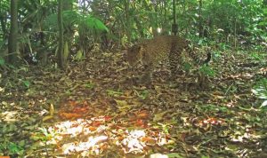 Javan Leopard Recorded Roaming Sanggabuana Forest