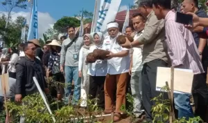 Target Pemkab Garut dalam Mengembangkan Tanaman Porang Target Pemkab Garut dalam Mengembangkan Tanaman Porang