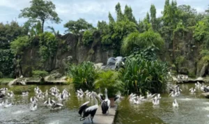 Imbauan Transportasi Umum dan Pengawasan di Taman Ragunan Imbauan Transportasi Umum dan Pengawasan di Taman Ragunan