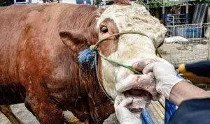 Dispernakan Bandung Barat Seleksi Sapi Kurban Untuk Presiden Jokowi