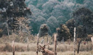 wisata bandung
