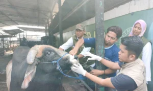 Ilustrasi. Jelang Hari Raya Idul Adha 1444 H DLHK Kota Depok, Jawa Barat menghimbau agar masyarakat tidak membuang limbah hewan kurban ke badan air. (Jabar Ekspres/Rubiakto)