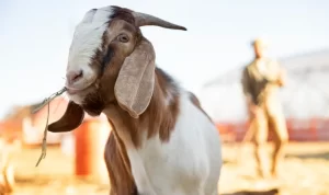 Tips Memilih Hewan Kurban yang Bebas dari Penyakit Tips Memilih Hewan Kurban yang Bebas dari Penyakit