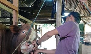 Eid al-Adha 1444 H: Livestock Services Sends Team to Check The Health of Sacrificial Animals Eid al-Adha 1444 H: Livestock Services Sends Team to Check The Health of Sacrificial Animals