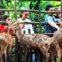 Kisruh perebutan aset Kebun Binatang Bandung antara Yayasan Margasatwa Tamansari Pemkot Bandung mendapat sorotan dari berbagai pihak.