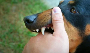 Korban Rabies Meningkat ke Angka 5 di NTT