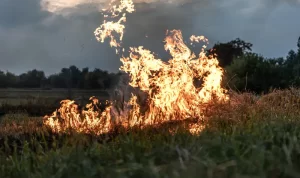 Land Fires in Aceh Reach 13 Hectares, Firefighting Hampered by Lack of Water Sources