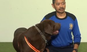 Mahad Al Zaytun dikabarkan mengerahkan Banaspati atau anjing herder untuk menghadapi demo 20 ribu massa hari ini Kamis, 22 Juni 2023. radarcirebon.com