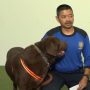 Mahad Al Zaytun dikabarkan mengerahkan Banaspati atau anjing herder untuk menghadapi demo 20 ribu massa hari ini Kamis, 22 Juni 2023. radarcirebon.com