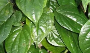 Manfaat Daun Sirih Untuk Kesehatan, Bisa Obati Jerawat!