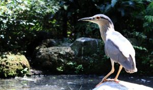 Menang Aset Kebun Binatang, DPRD Kota Bandung Dorong Pemkot Bandung Untuk Jaga Keselamatan Satwa