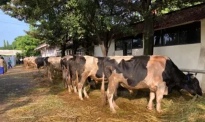 Pembagian Daging Idul Adha Masjid At-Tin Bagikan 3.000 Bungkus