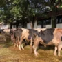 Pembagian Daging Idul Adha Masjid At-Tin Bagikan 3.000 Bungkus