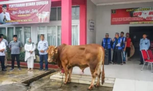 Perayaan Idul Adha di Lapas Medan, Sembelih 11 Hewan Kurban!