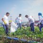 Pertamina Participates in Beach Cleanup in Pasaran Island